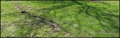 Image of lawn