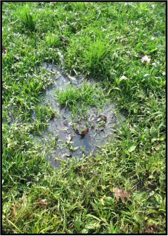 Wastewater surfacing on a lawn