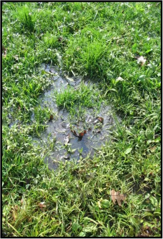 Image of surfacing wastewater.