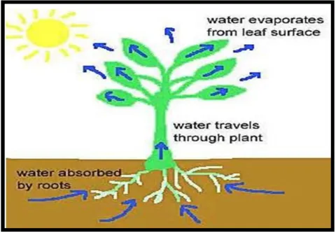 Diagram showing water movement through plants.
